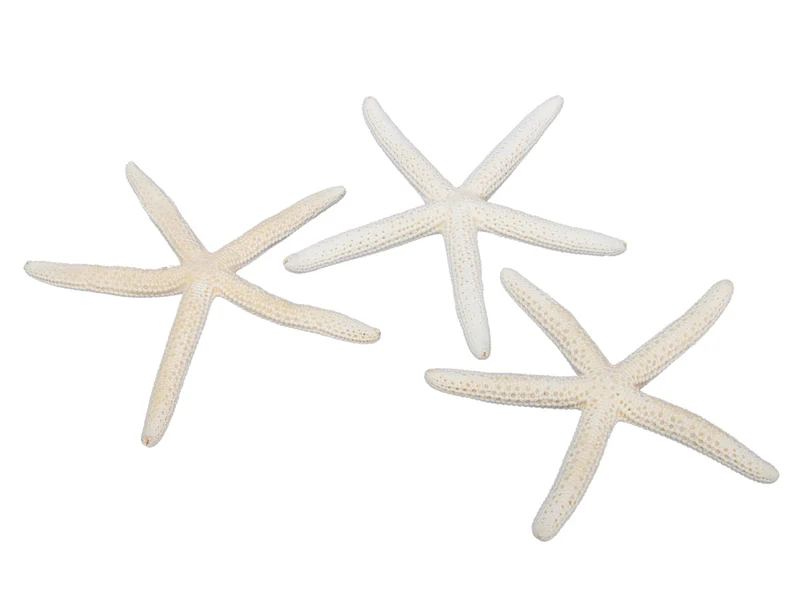 pb. 12 Finger Seesterne natur 10-15 cm