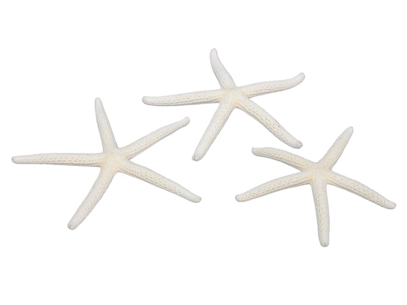 pb. 16 Finger Seesterne natur 7-10 cm