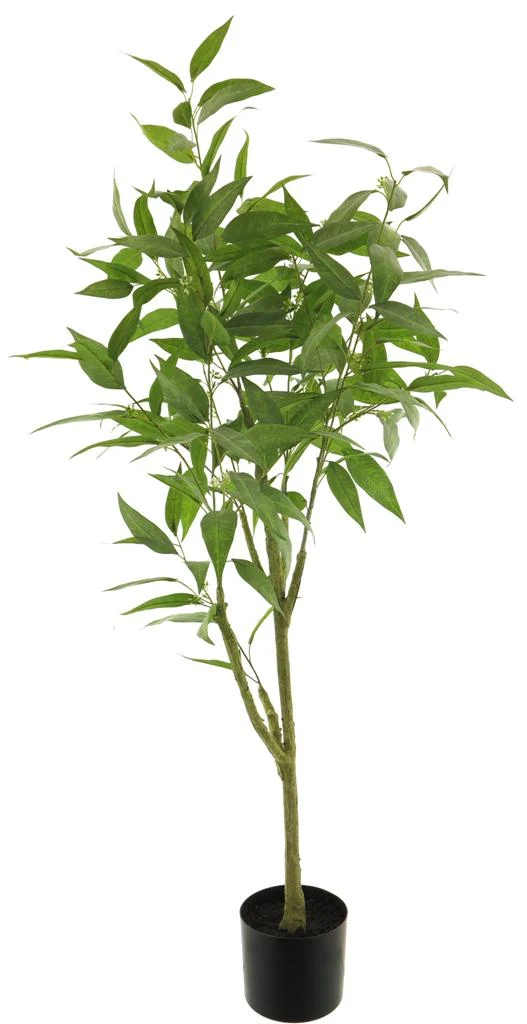 Ficus longifolia im Topf grün 200cm