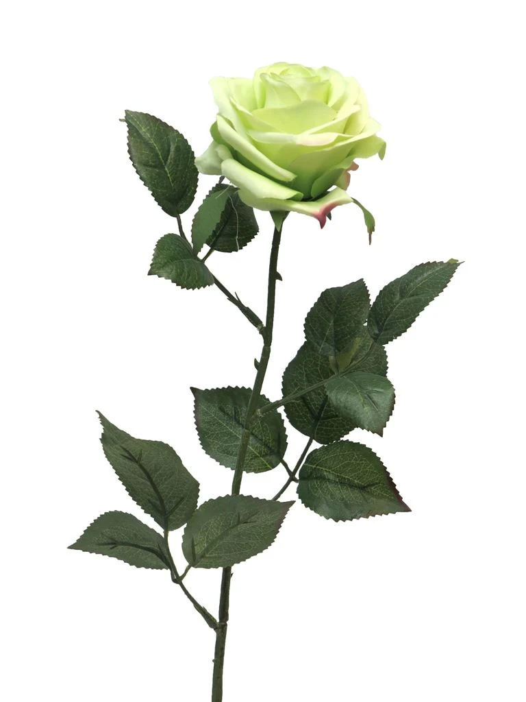 Rosa Dijon grün 64cm