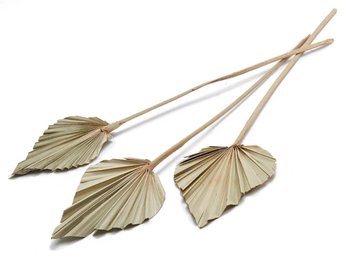 Palmspeer natur 10Stk