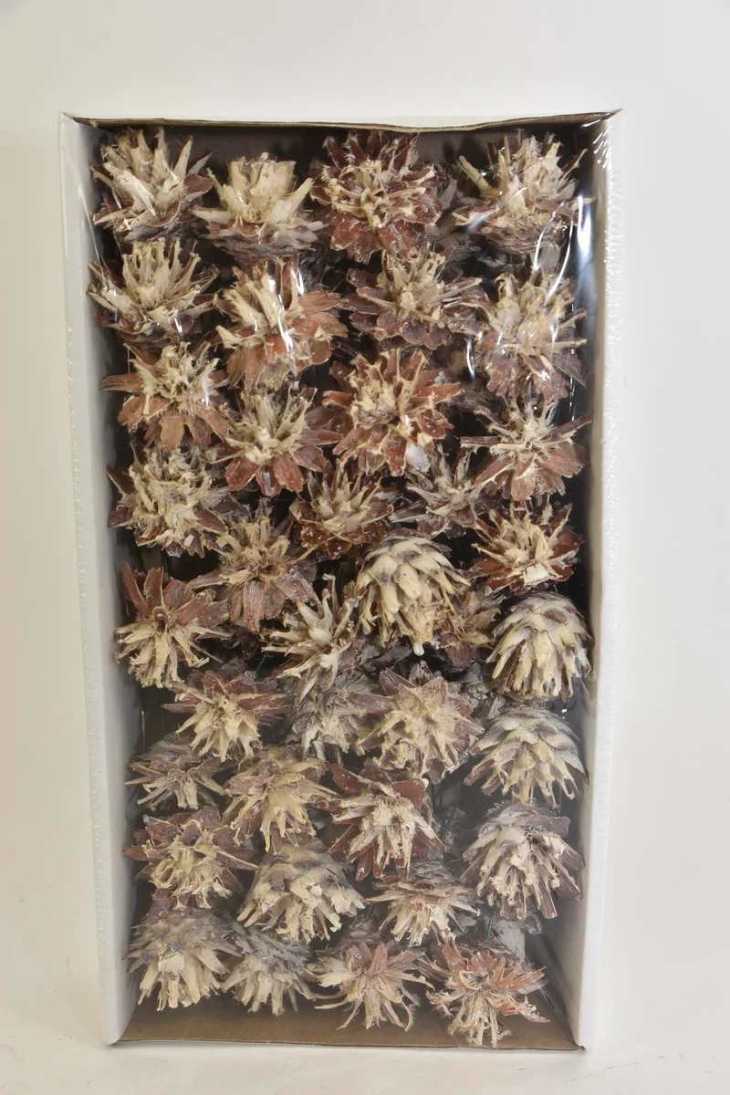 Mixbos rood/naturel gedroogd