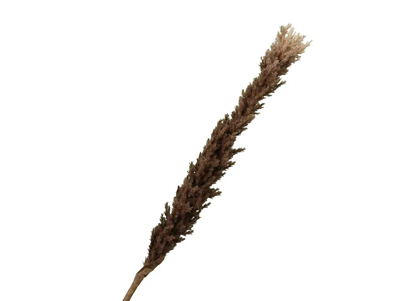 pb. Birke Kiefer weiß Spitze 500gr.
