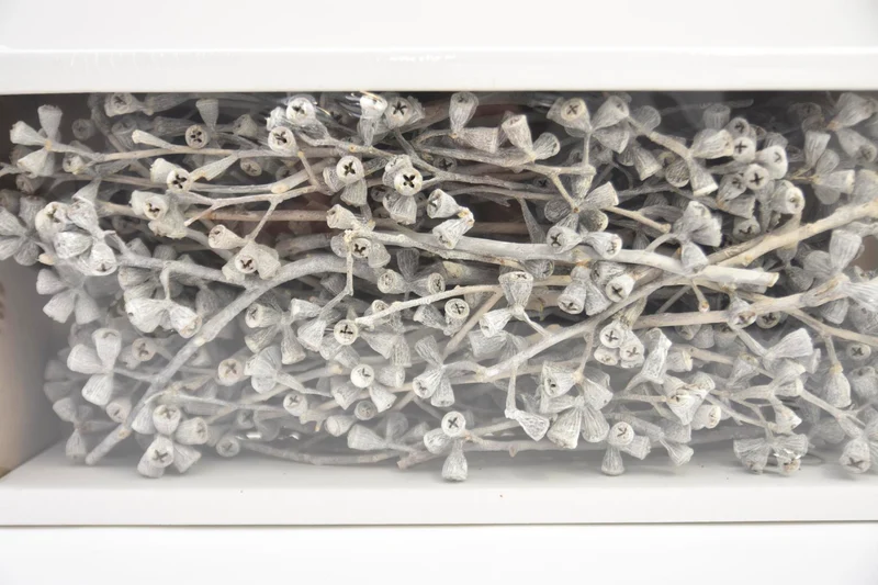 Konischer Eukalyptuszweig White-wash (50 St.)