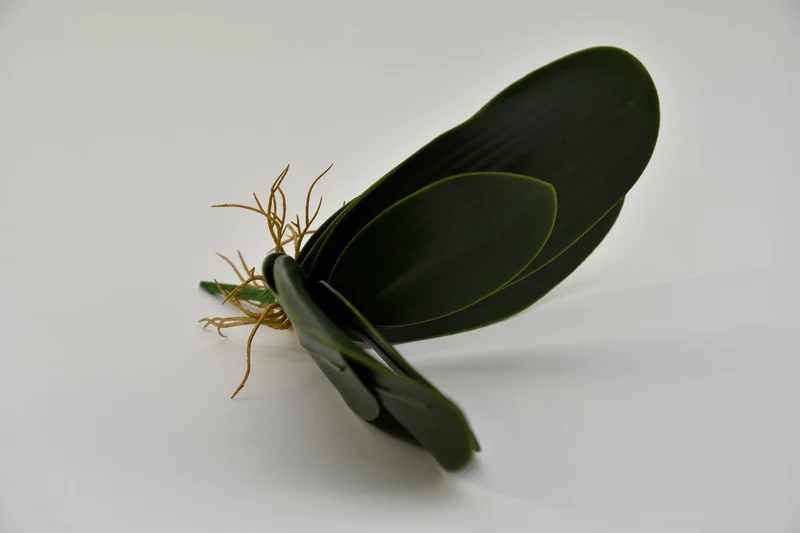 Kleine Phalaenopsis Blätter x7 29cm