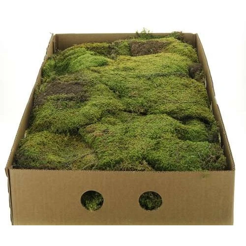 Teller moosgrüner Kasten ca. 2KG