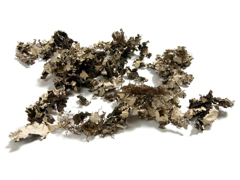 Flechten 'Black moss' 250g Natur