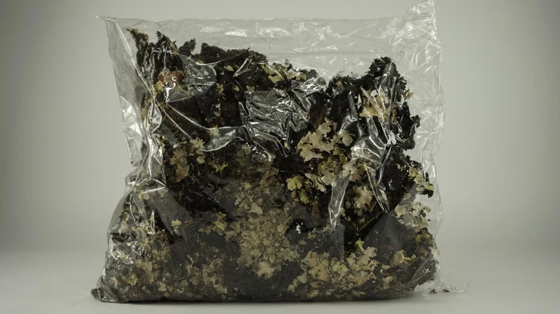 Flechten 'Black moss' 250g Natur